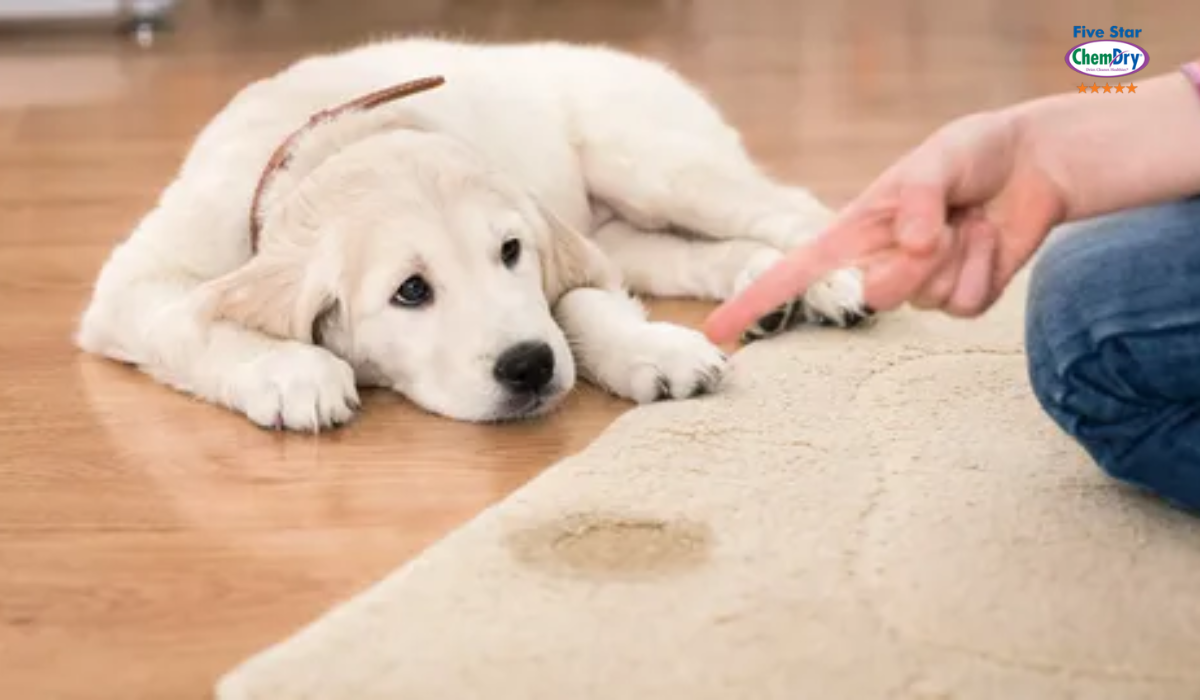 Why DIY Solutions Can’t Match Professional Pet Urine Odor Removal