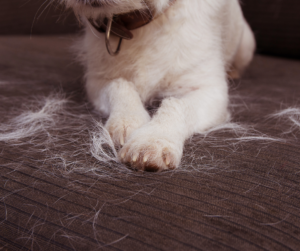 Removing Pet Hair from Carpets